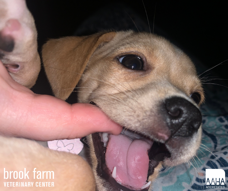 How To Care For Teething Puppies